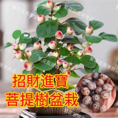 菩提樹風水|【菩提樹 風水】小盼菩提樹的風水作用有什麼禁忌 